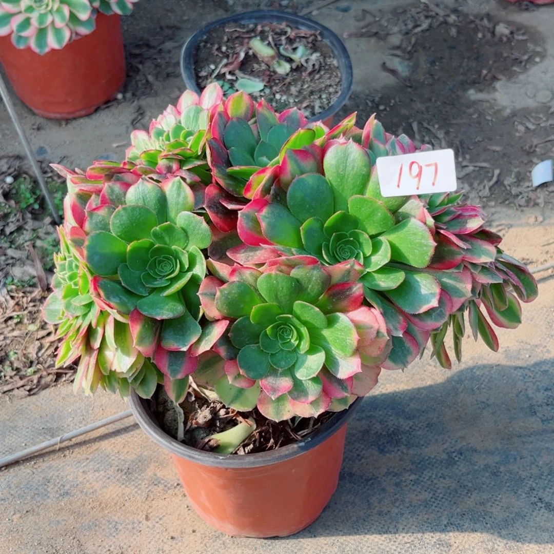 纯***们197雨荷缀化多肉植物