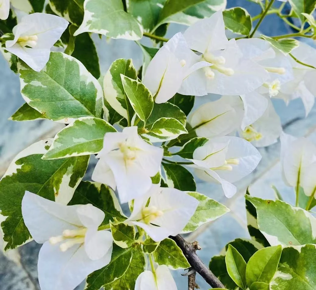 （银边白）三角梅绿植四季勤花品种原生大红盆带花三角梅易爆花