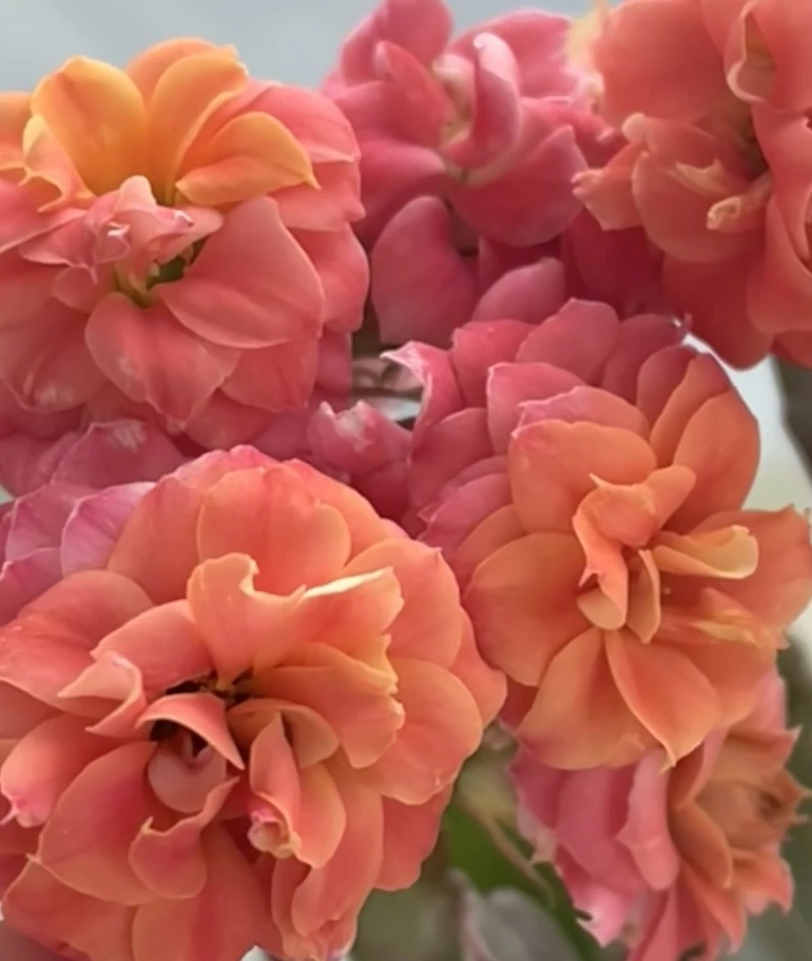 【周庄梦蝶】110盆长寿花