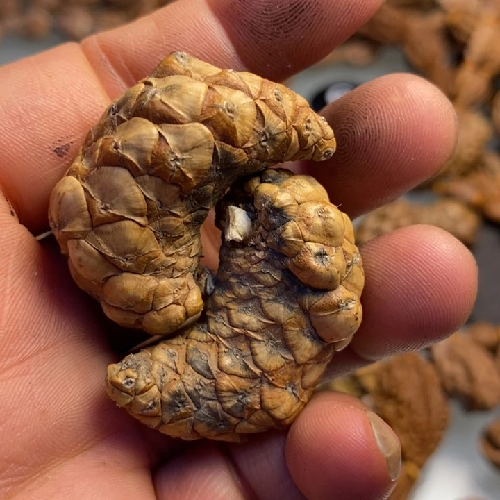 香榧木拿姐工艺流程133