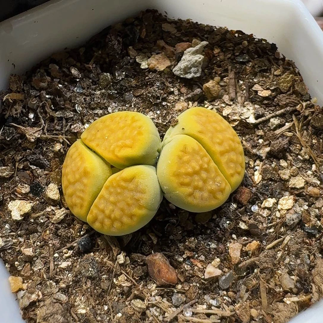 生石花211111。   75