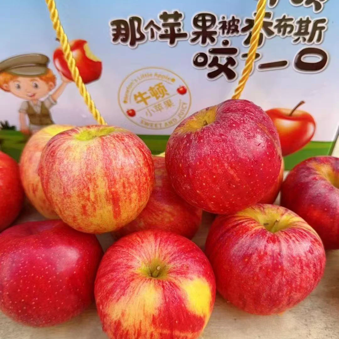 米奇拉苹果，国产加力果，当季新鲜水果小苹果，3.5斤礼盒装北京市