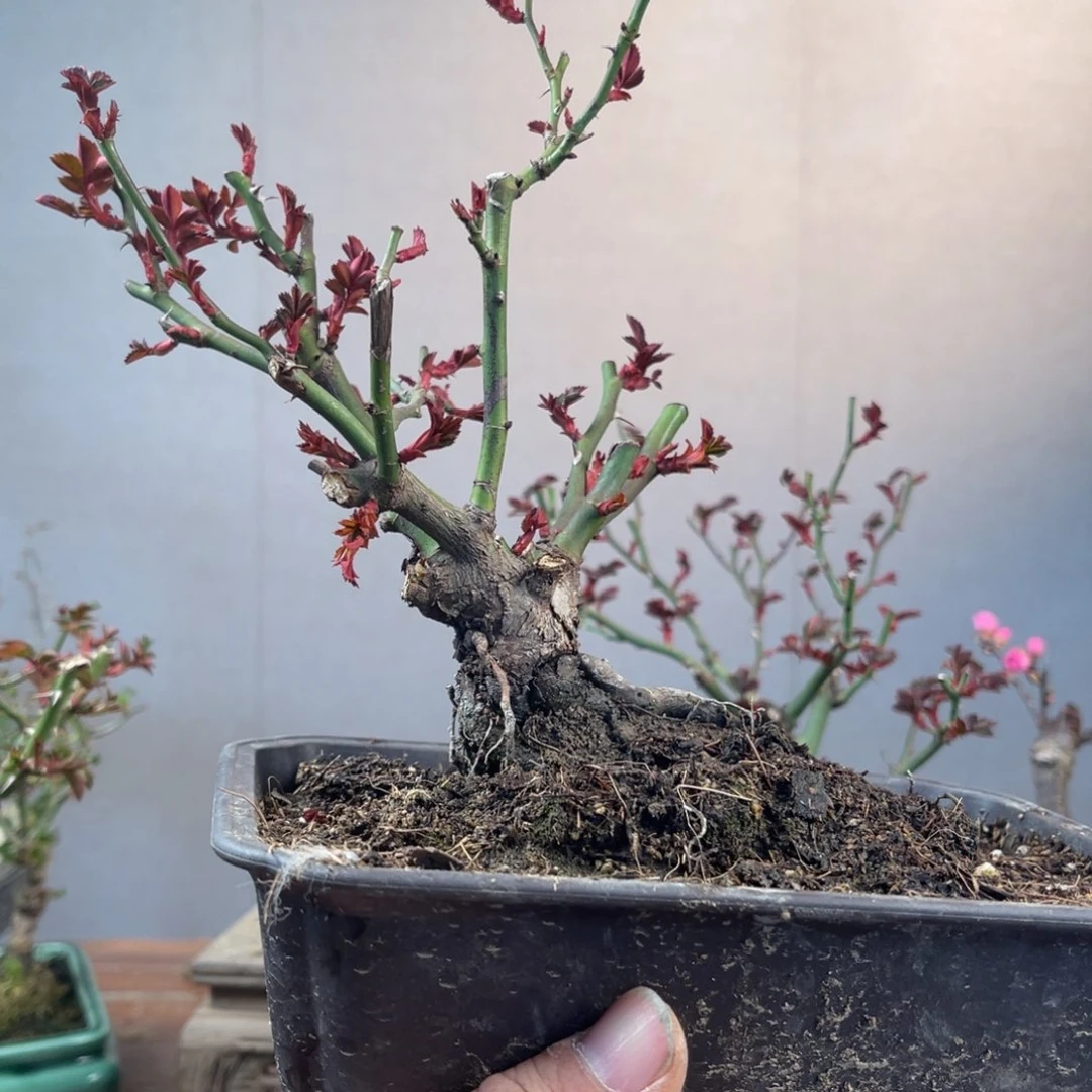 微月季盆景11111?**˚