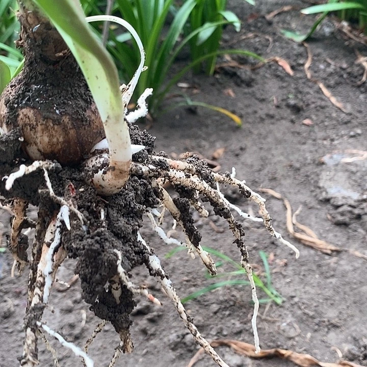 全部花朵十二单一4.5厘米多侧009号