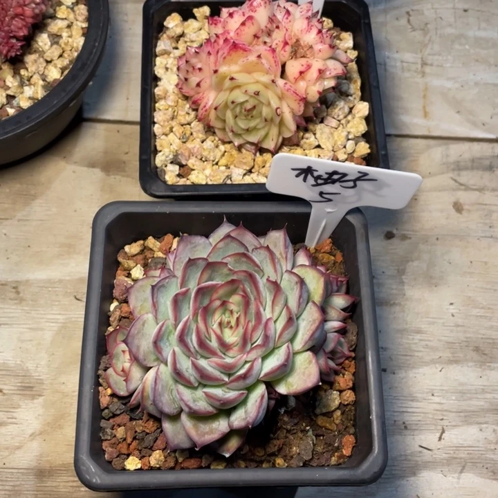 多肉柚子凤凰火猎户座