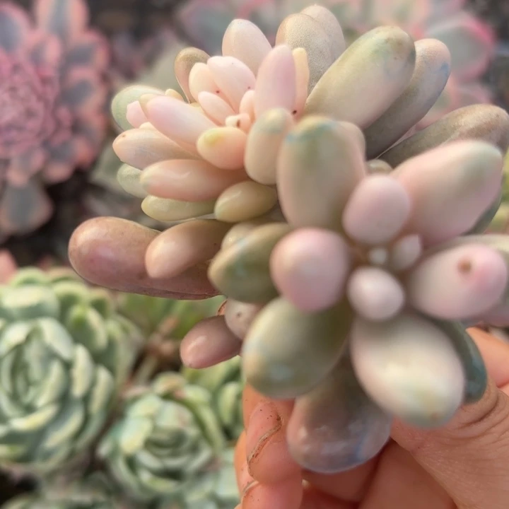 汤圆锦多肉植物啊