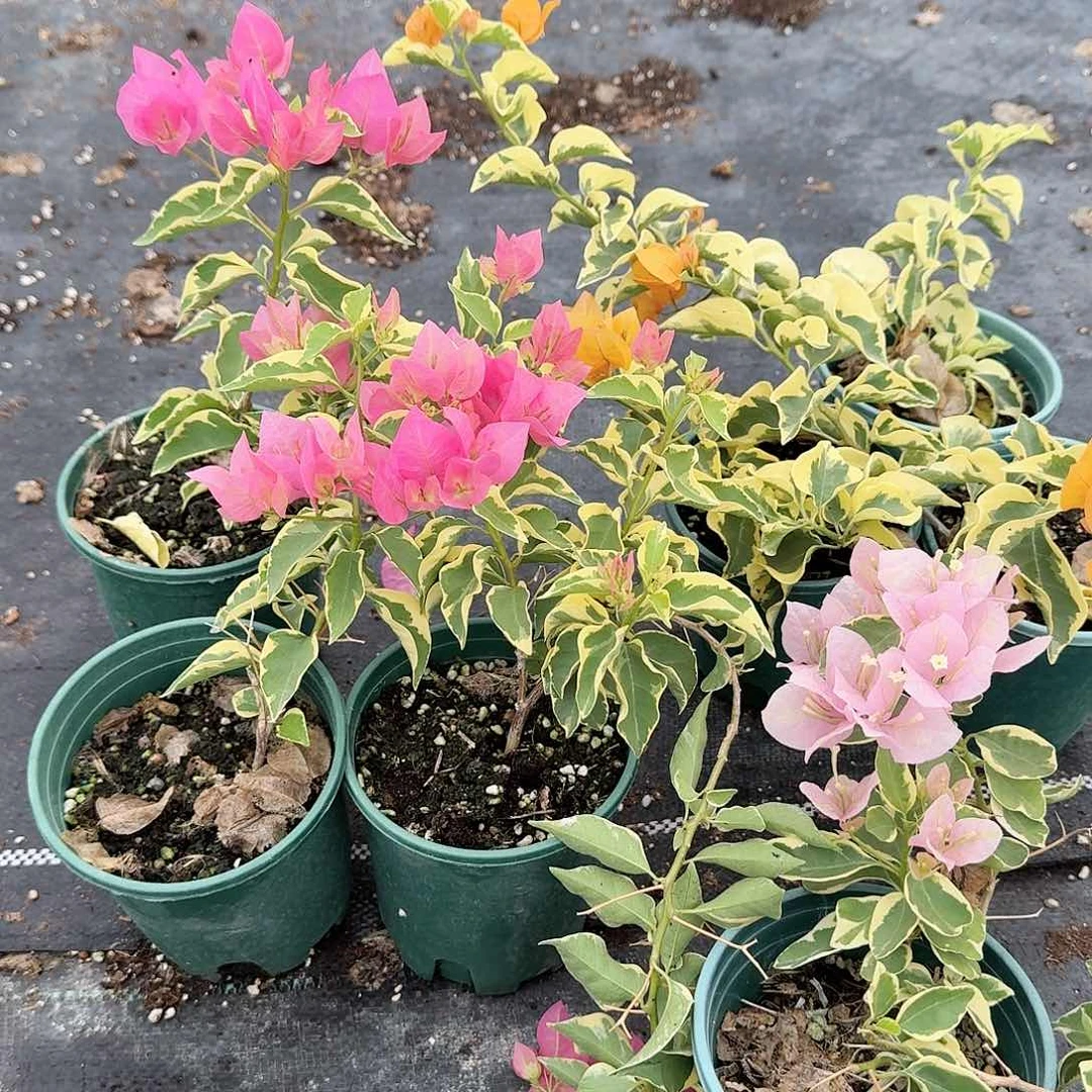 完全开放蜡染粉和三角洲