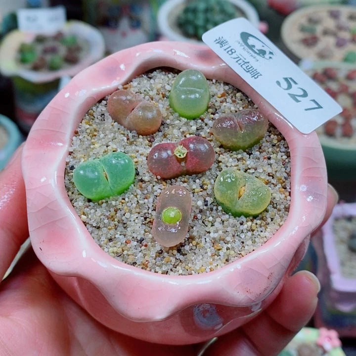 生石花花花花花花527