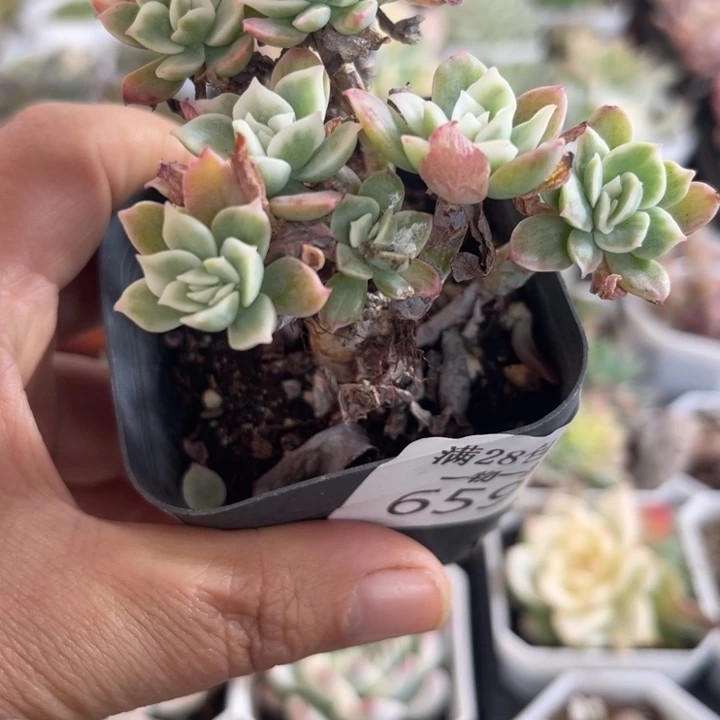 柠檬玫瑰锦多肉植物552