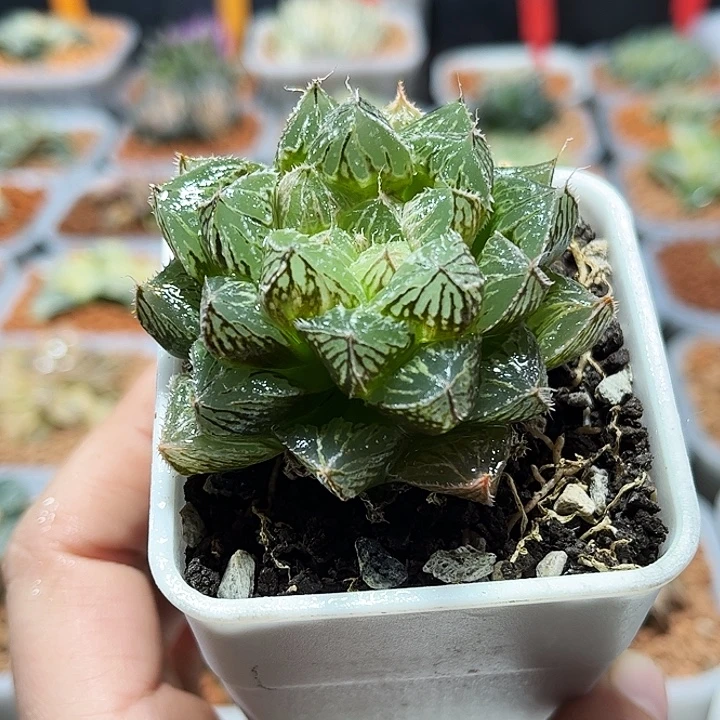 十二卷多肉楼兰玉露