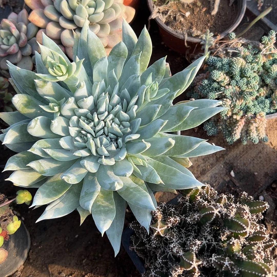 多肉植物雪奴仙女杯