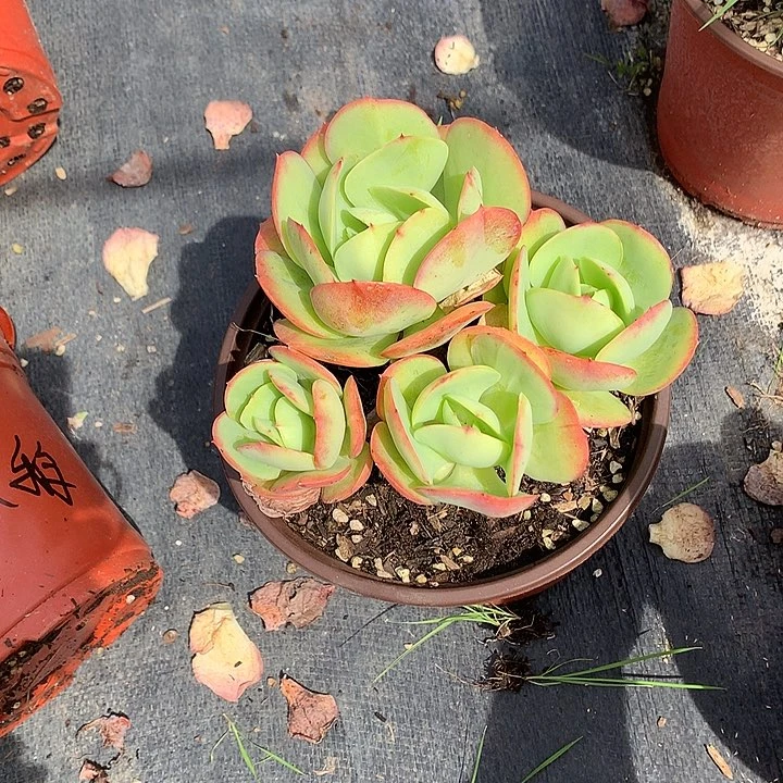 无花朵你****）多肉植物555555