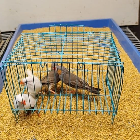 珍珠鸟白色杂毛一对