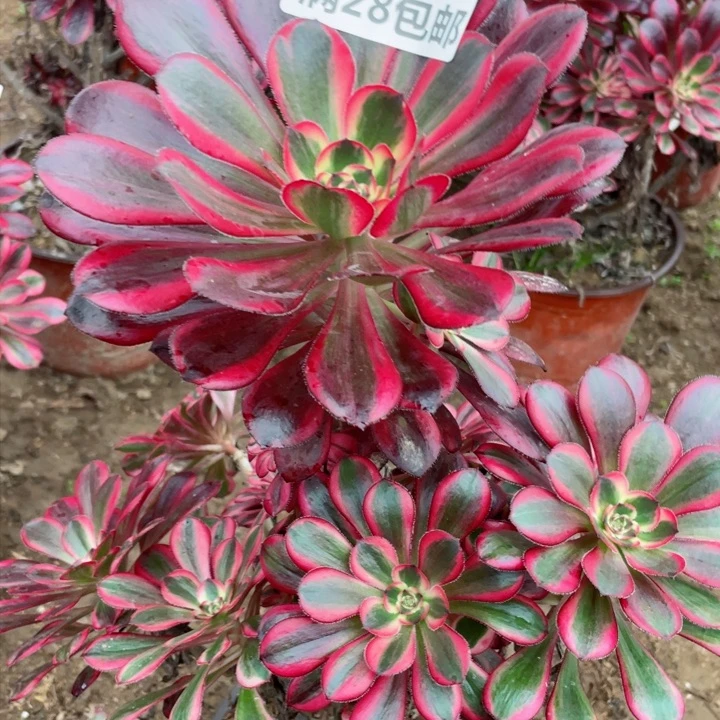 3602一号棚香奈尔