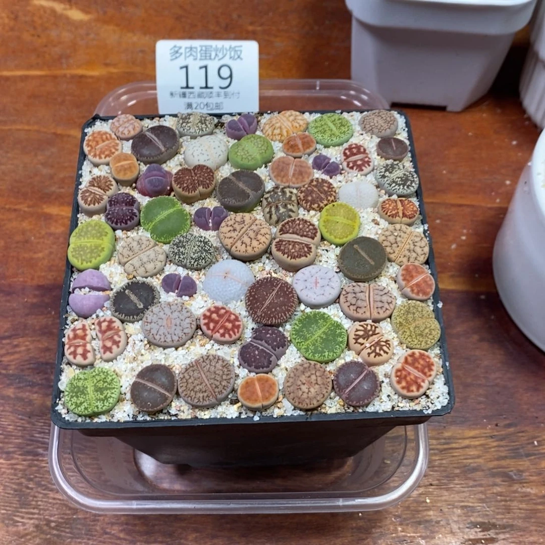 多肉蛋炒饭0000119