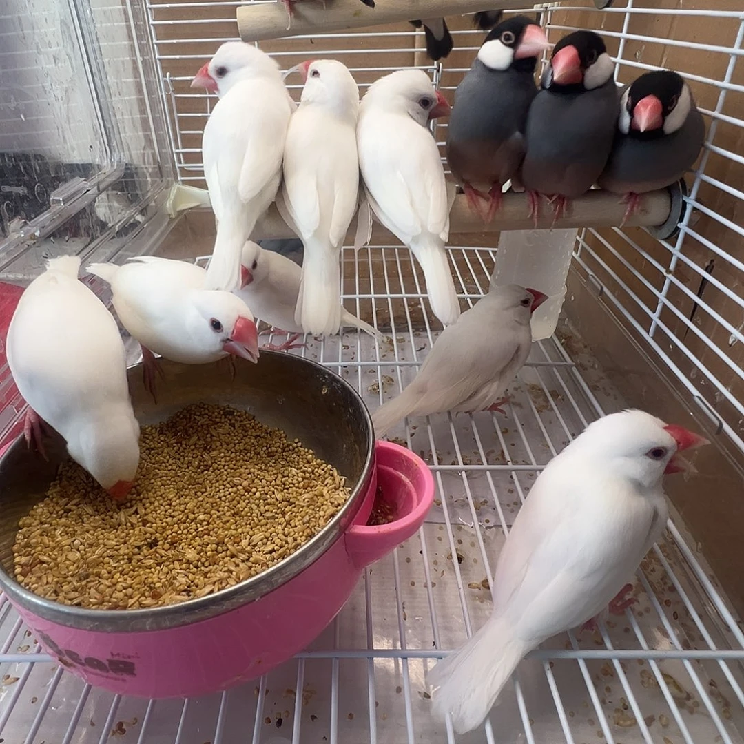 娇***养文鸟精品成年文鸟白色两只公灰色两只母