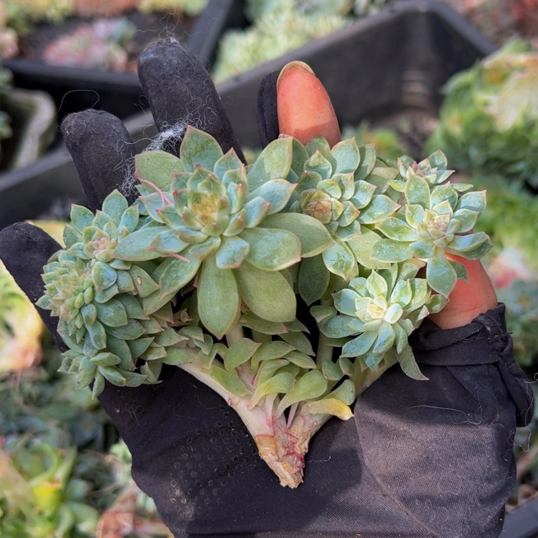 粉心冰魄朵朵11头