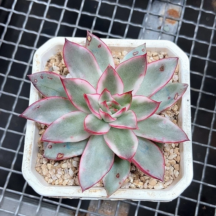 吉赛尔锦一物一拍