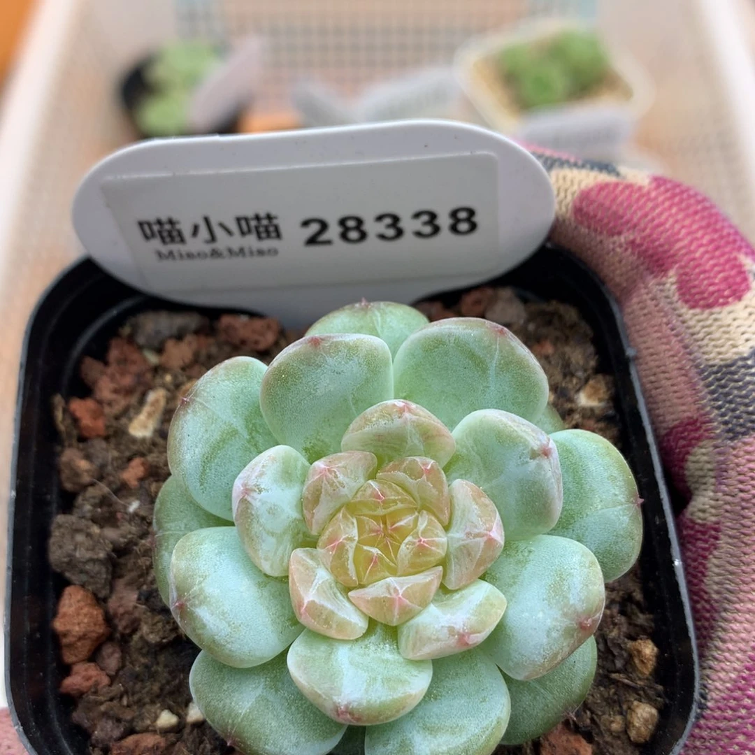 多肉植物糖心珍妮