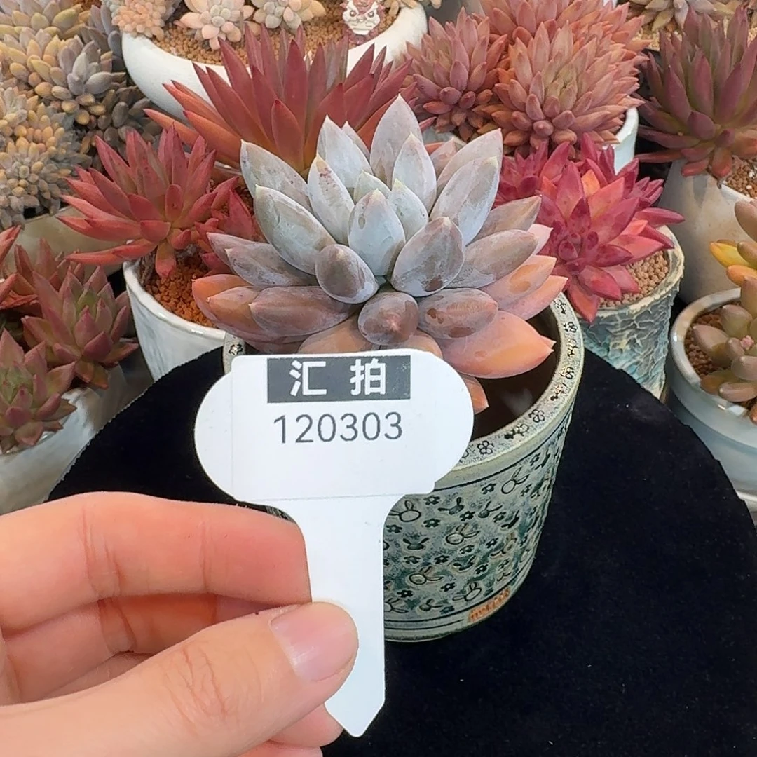 精品多肉植物120303