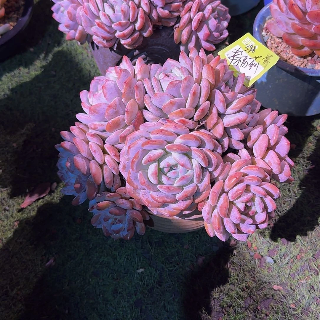 芒***果星星群生带盆发货