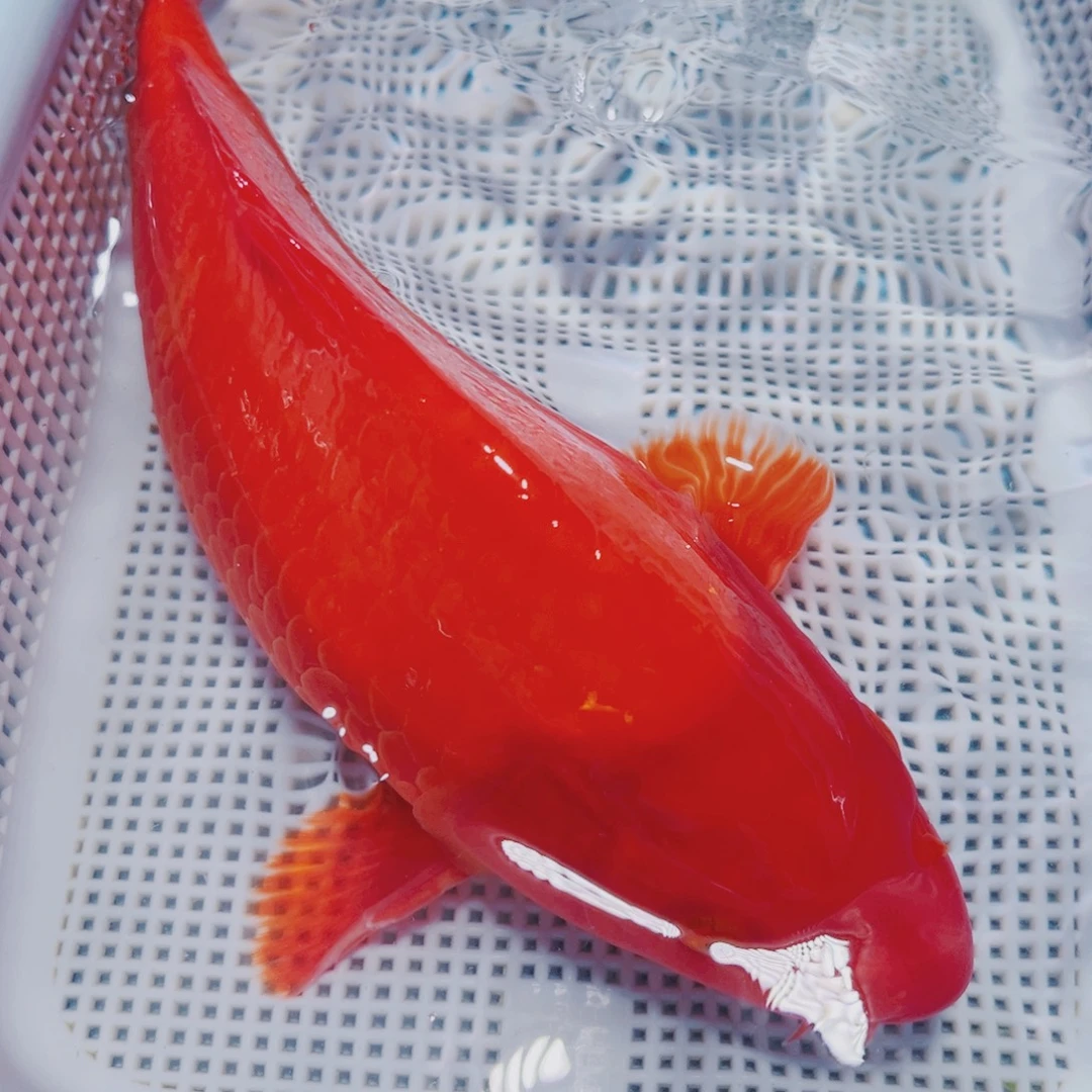 海水鱼锦鲤冷水193