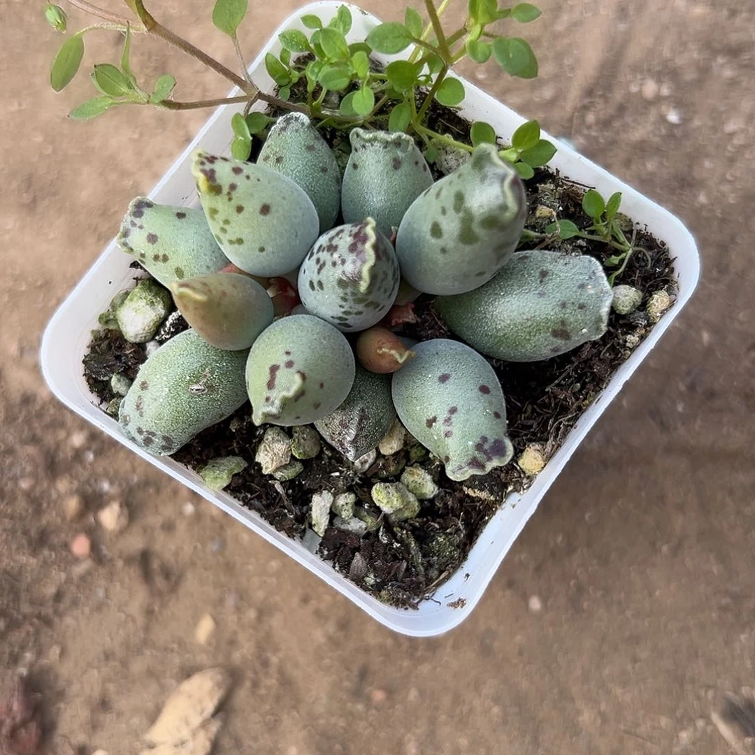 多肉植物海豹双头