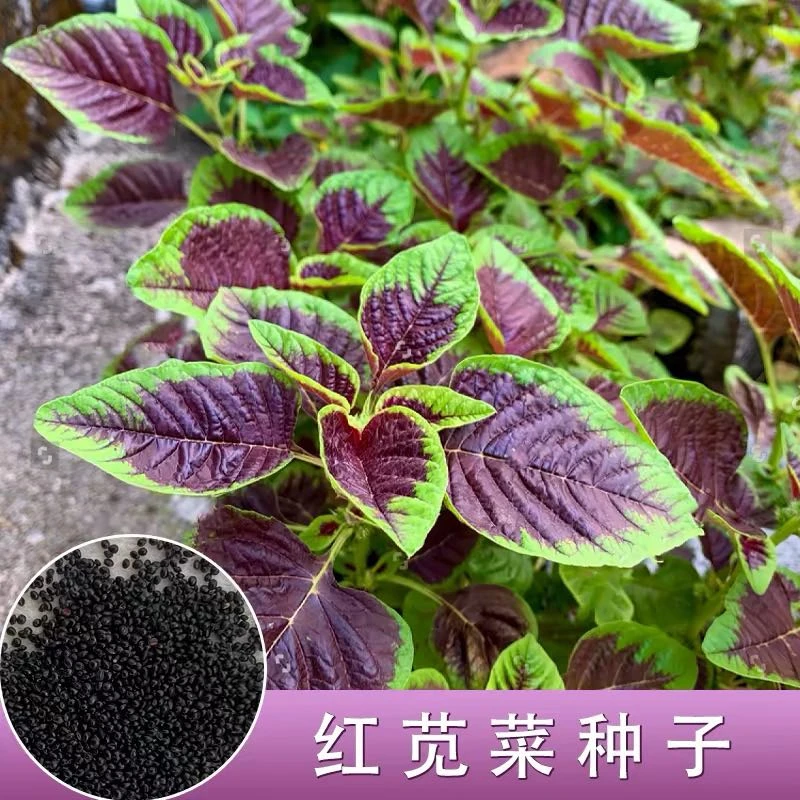 红苋菜种子四季播速生耐热庭院阳台盆栽种植蔬菜（全场满20包邮）