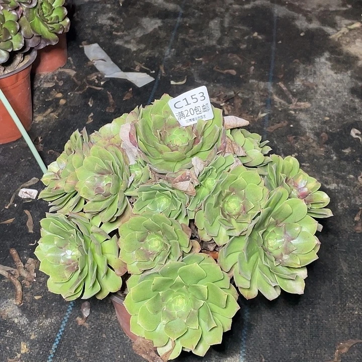 153红心万圣节多肉法师