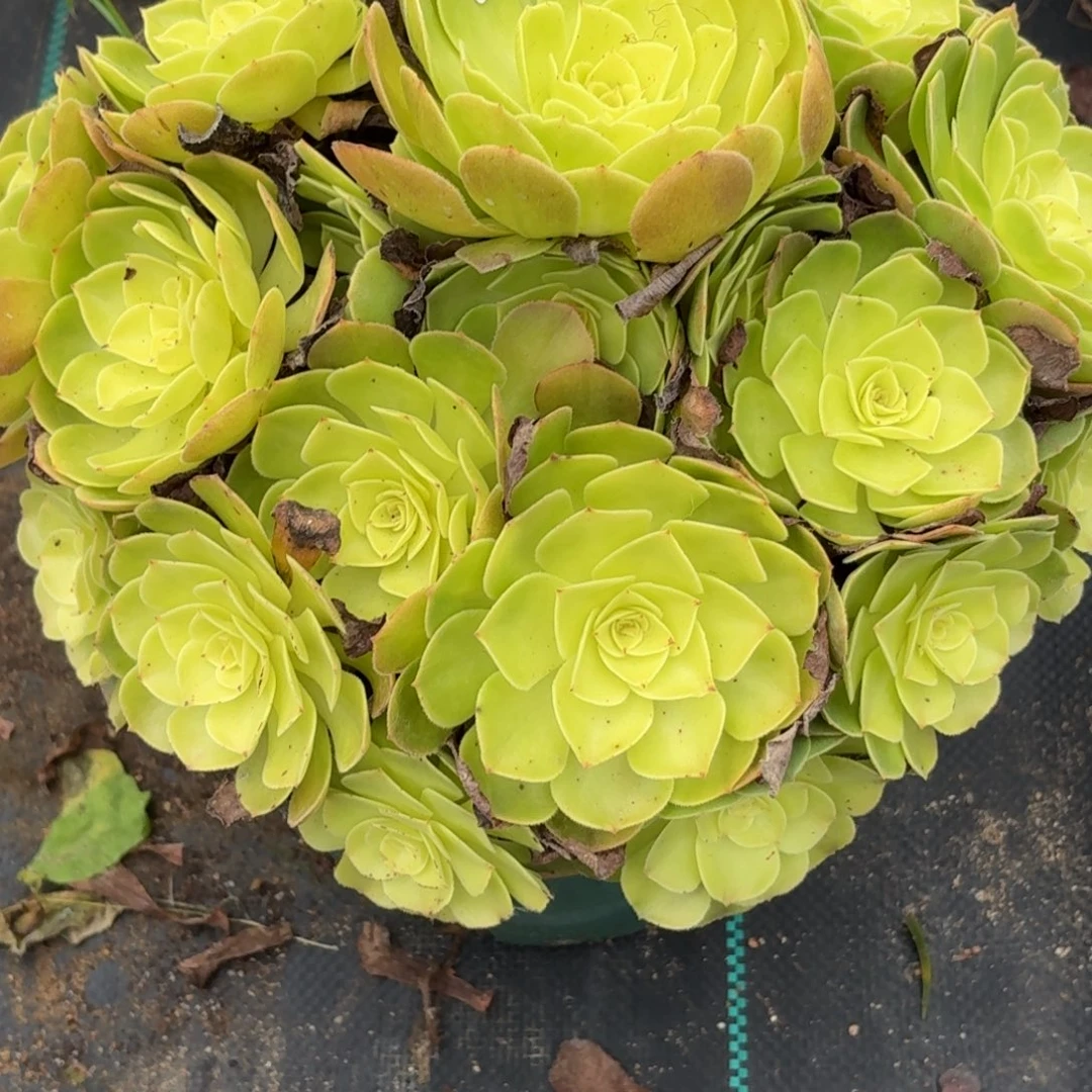 幸***远392雨河多肉植物发货