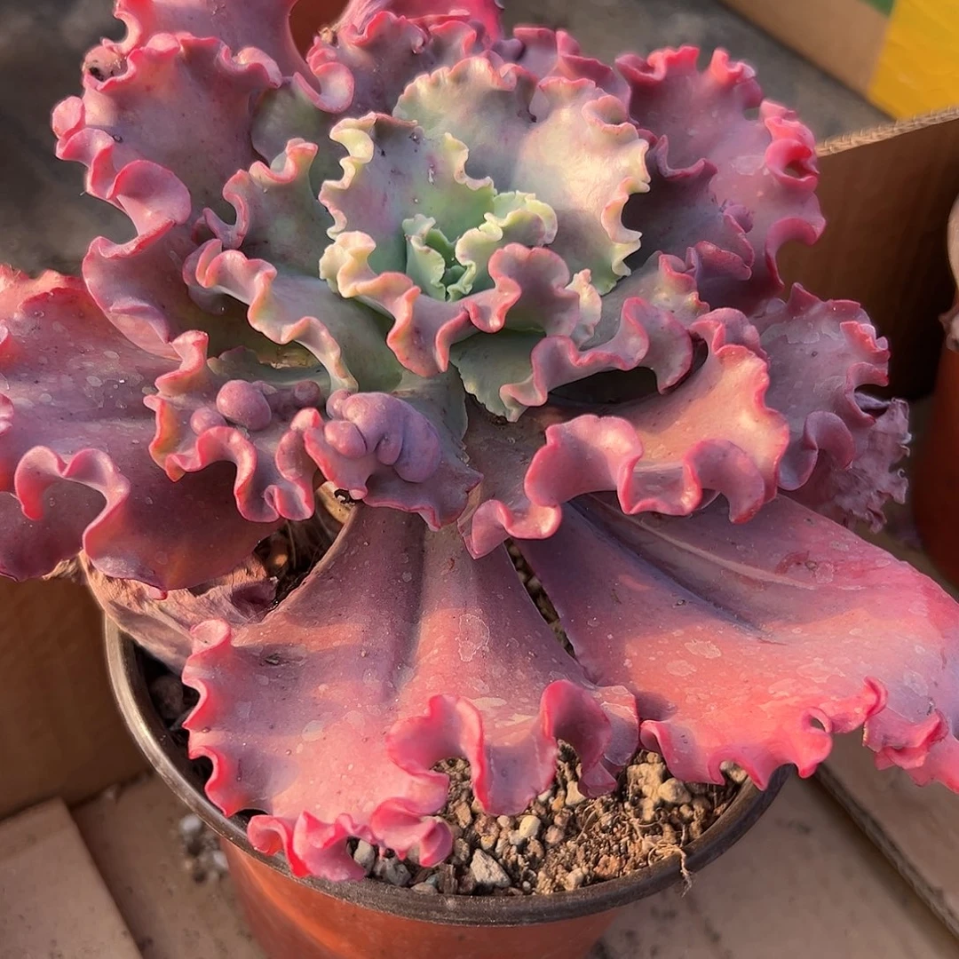 多肉植物多肉植物