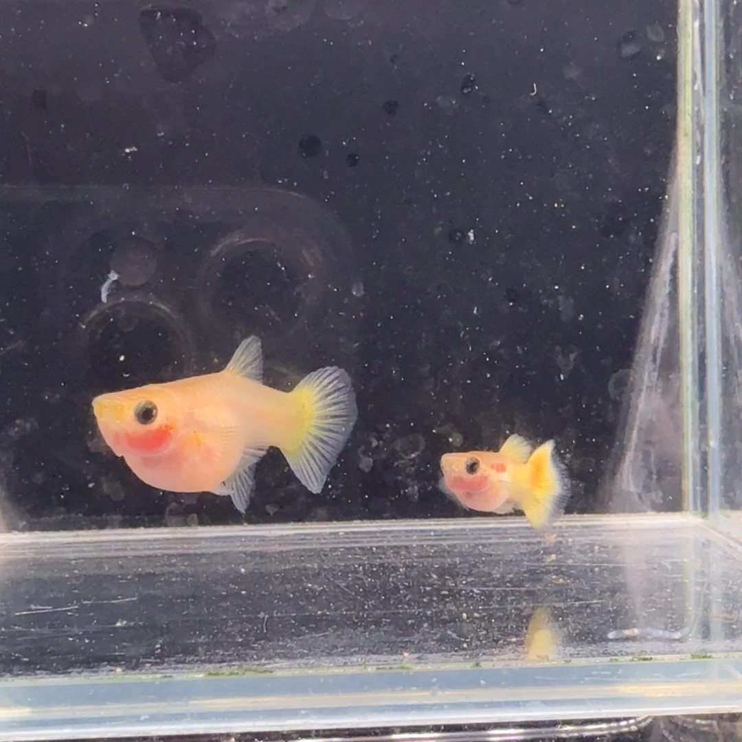 孔雀鱼黄金玻璃猫1对