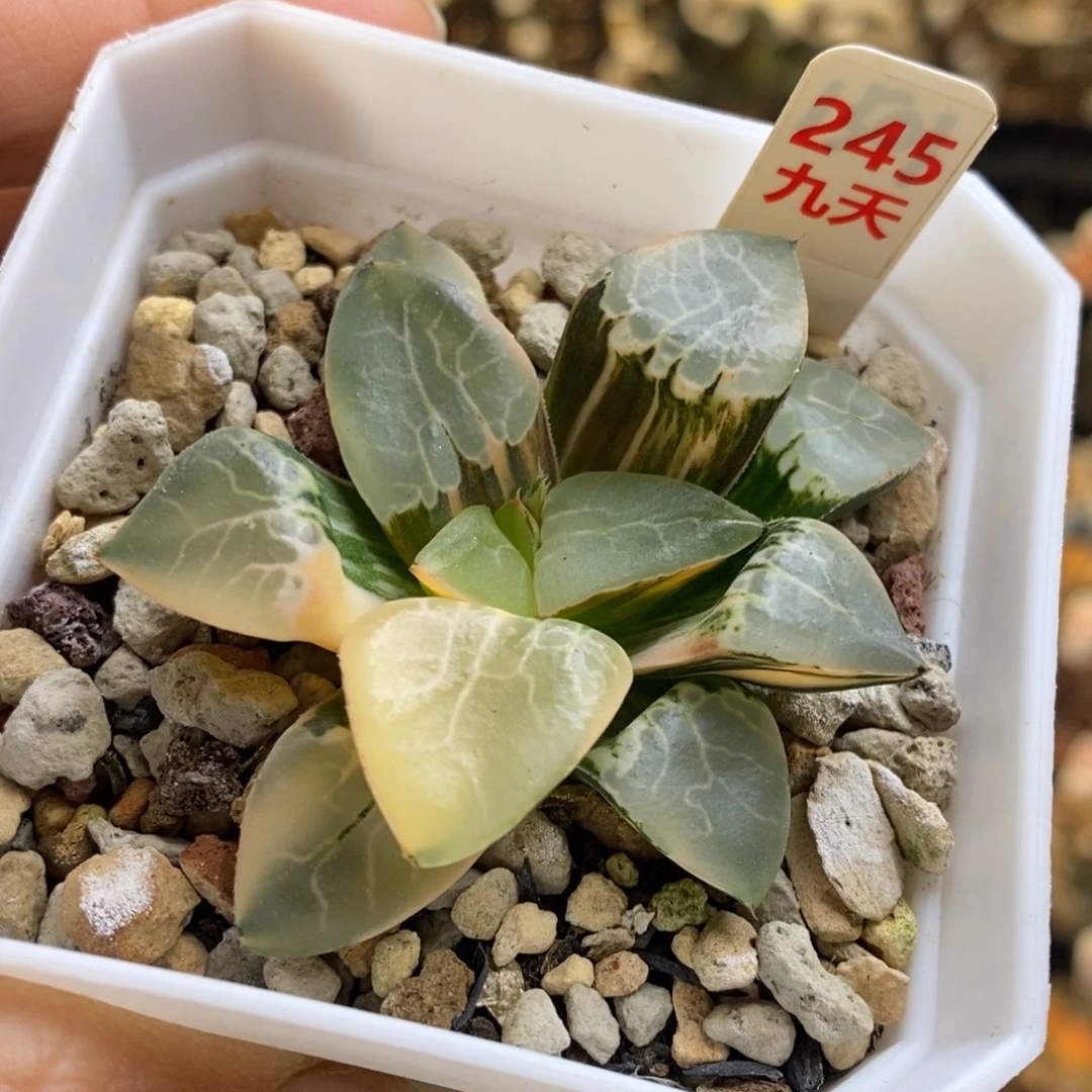 245号火凤凰克锦多肉