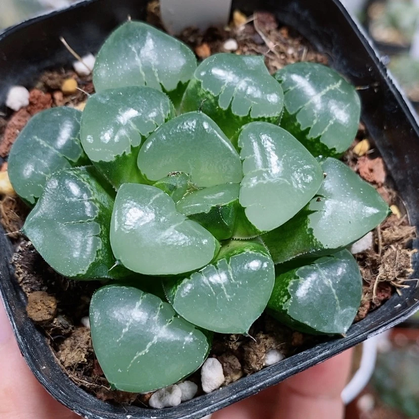 【闪购商品】107姬翠