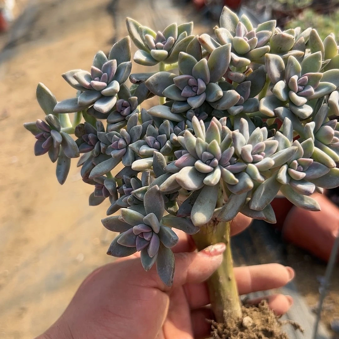 多肉植物淡雪缀化