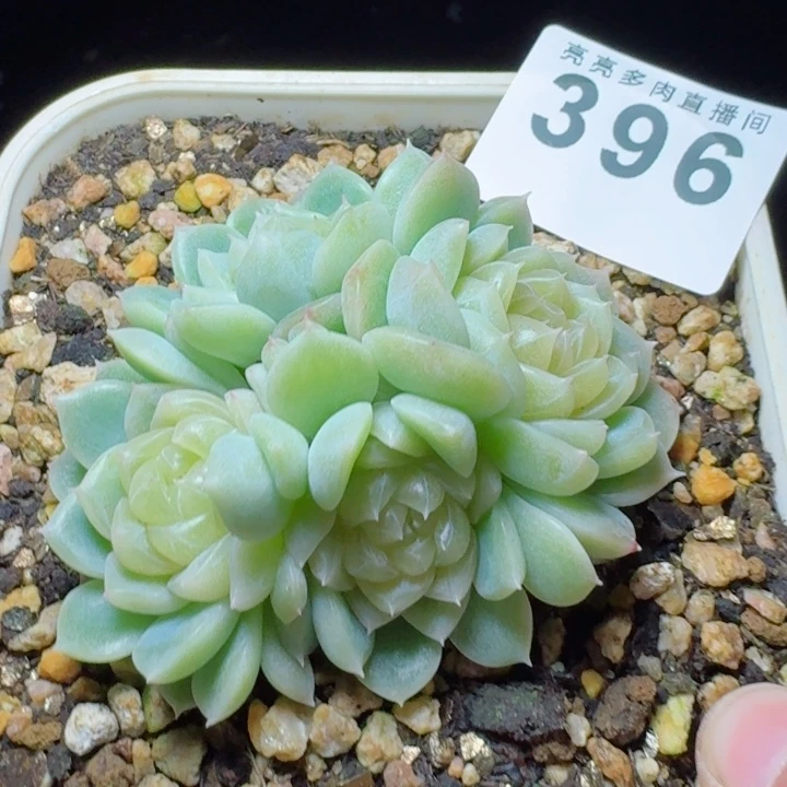 泼天母本         精控精养多肉植物