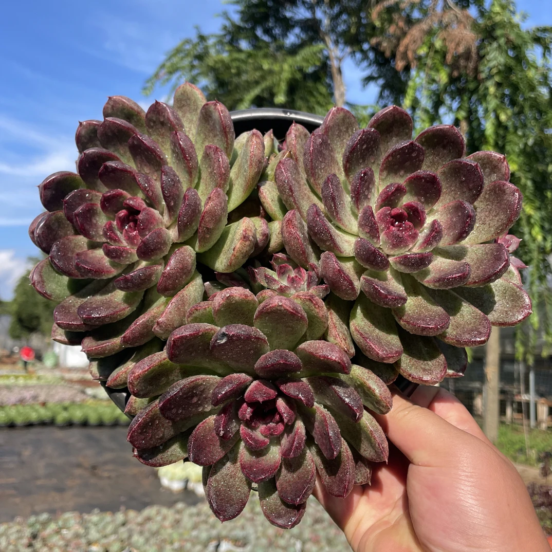 精控黑水晶 金金精品多肉植物（三头起发）