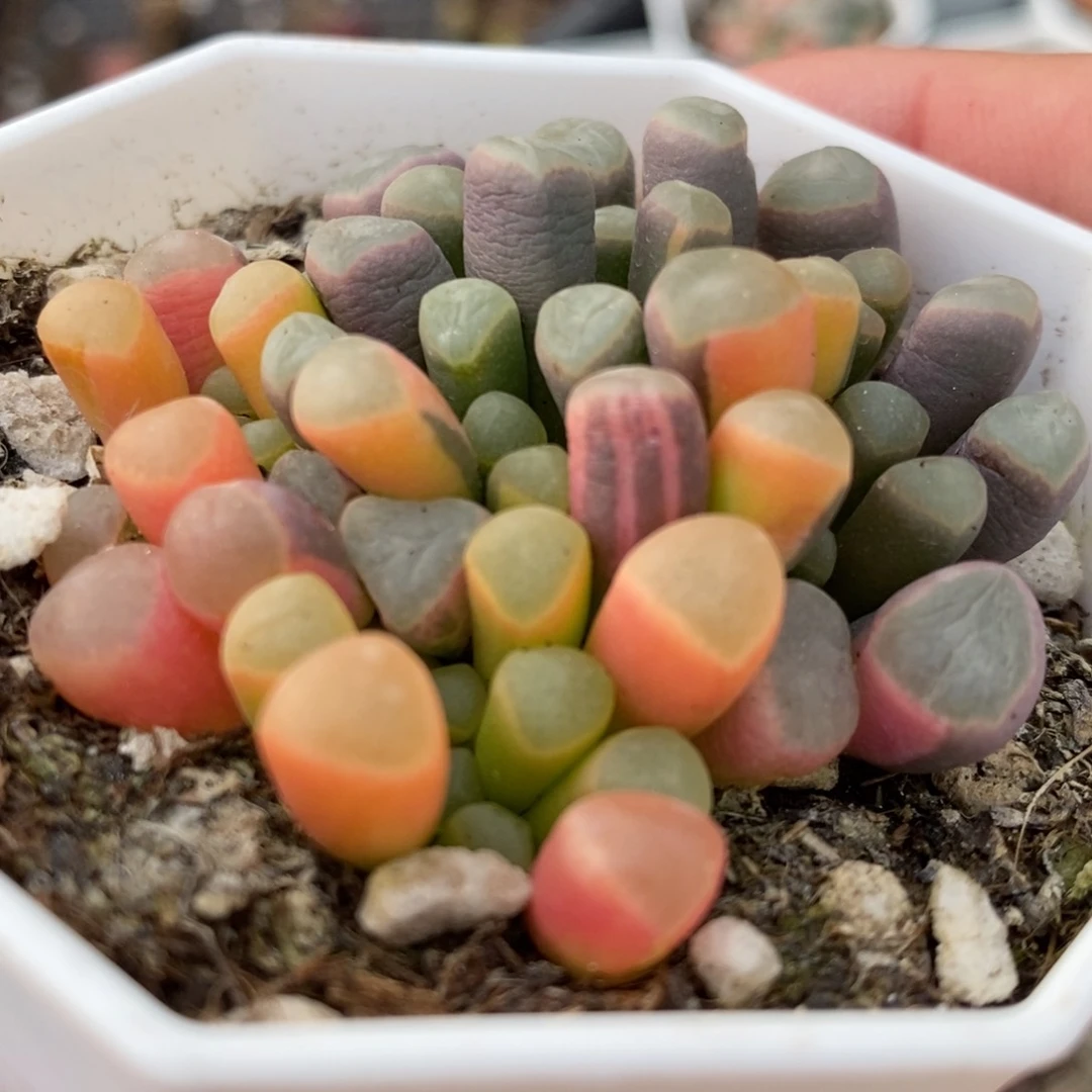 1122五十铃玉锦一颗