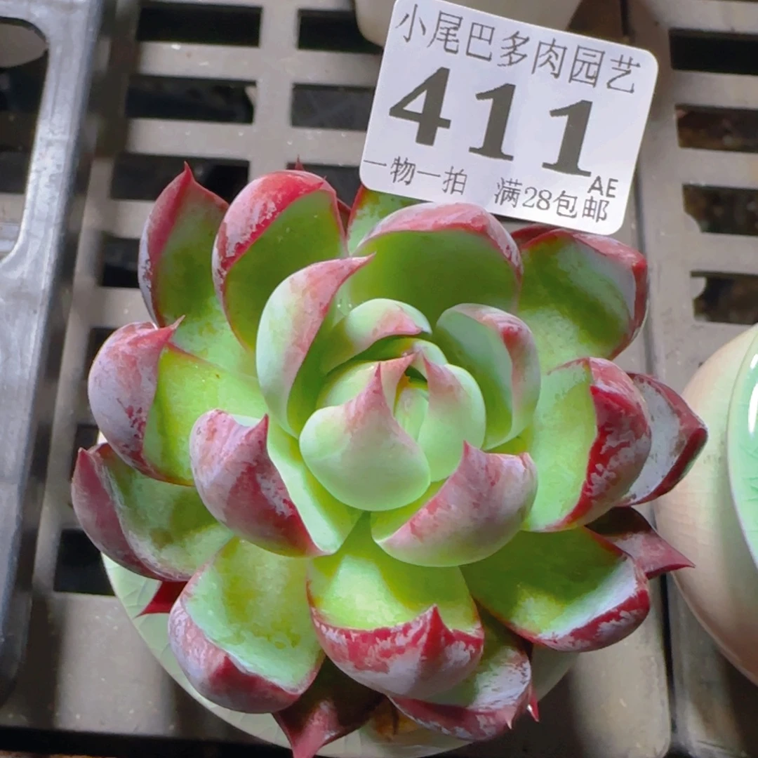 AE小尾巴5CM迷你拇指盆栽精控多肉411