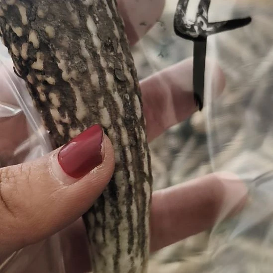 用***2大理石磁石鹿角鹿角鹿角鹿角鹿角鹿角