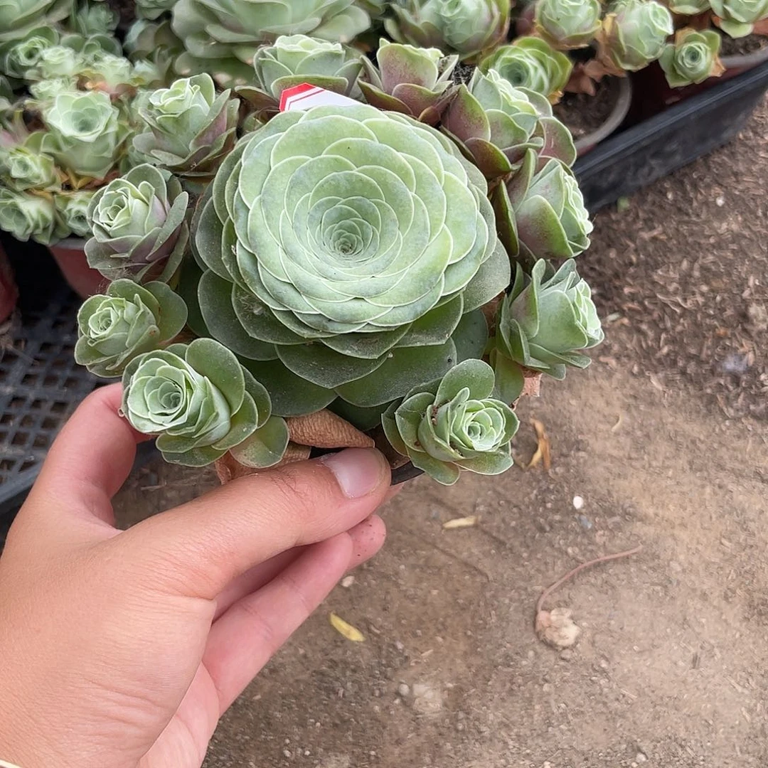 山地玫瑰多肉 919