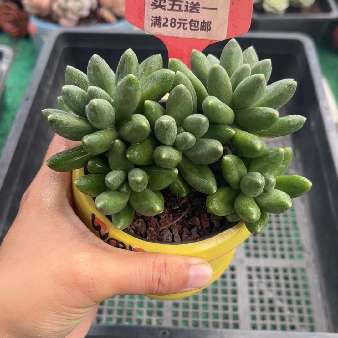 表妹精品多肉植物6386.