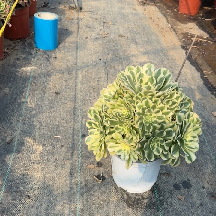 36绿豆沙多肉多肉多肉