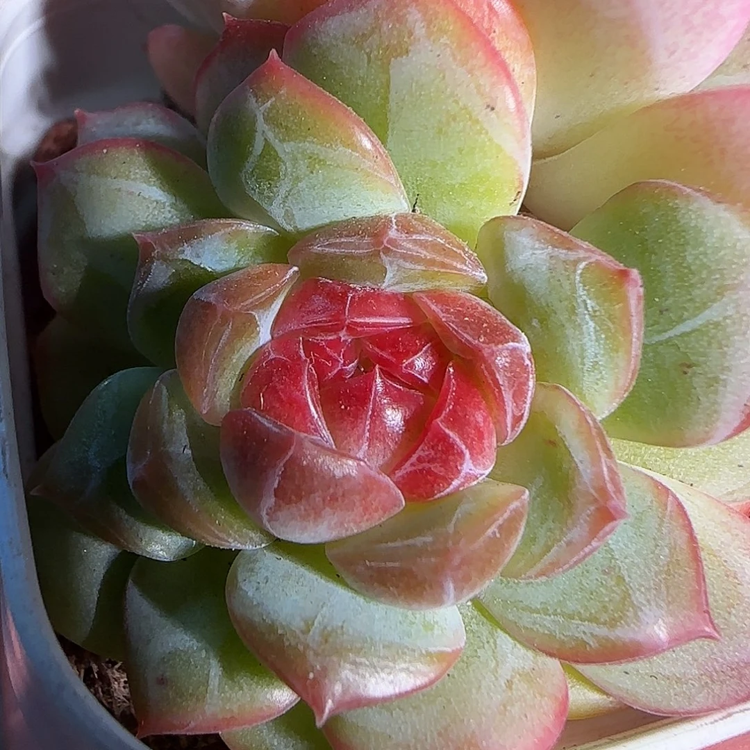 1120------77糖心双头