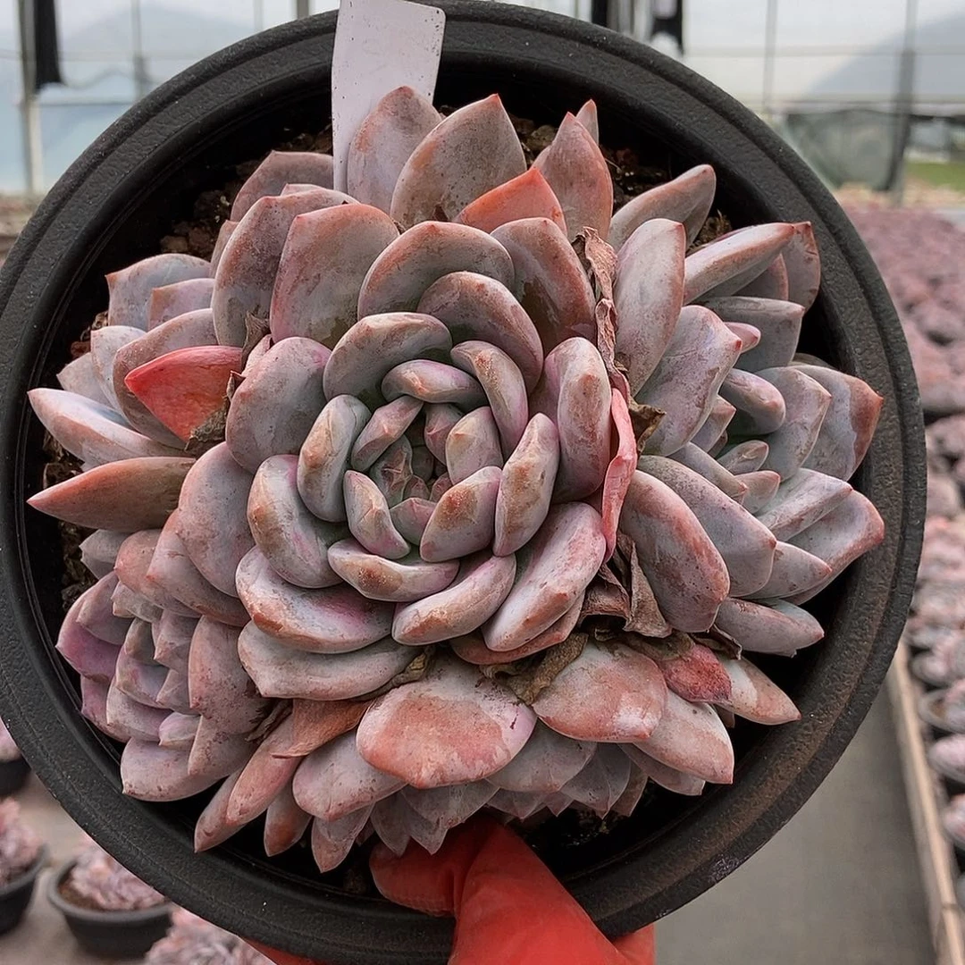 23-10石榴籽黑圆盘5头起随机