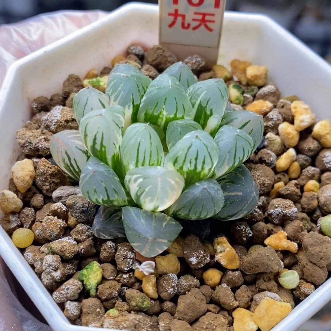 161号玉露锦带盆发货