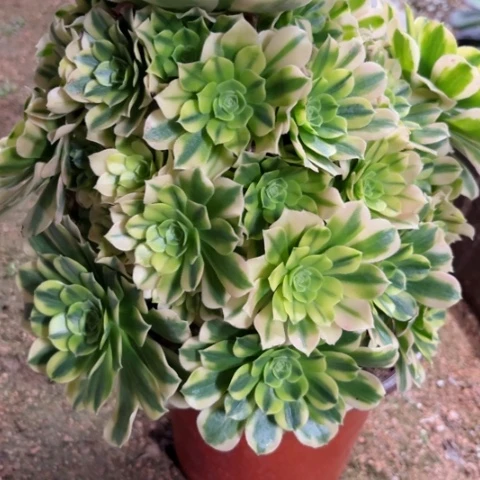 多肉植物金丝翡翠锦。