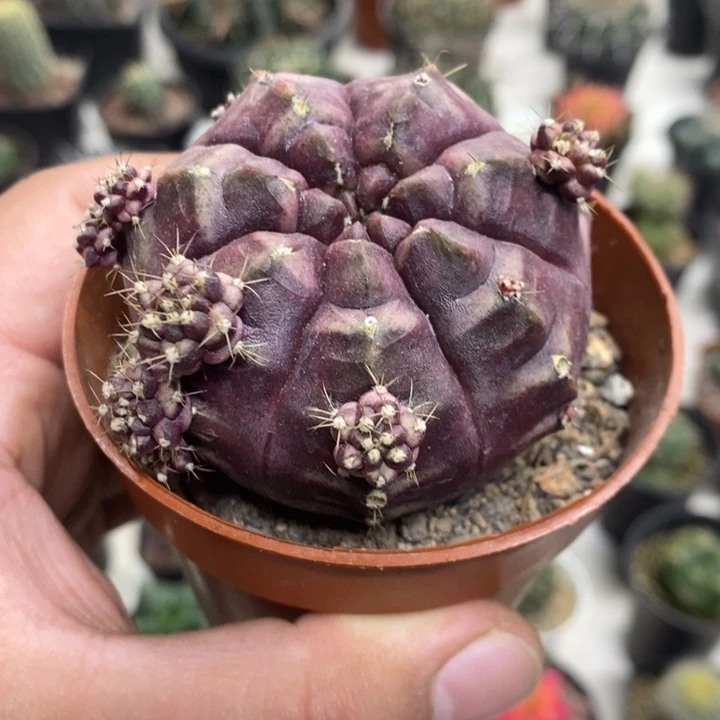 梦想牡丹特价福利包邮