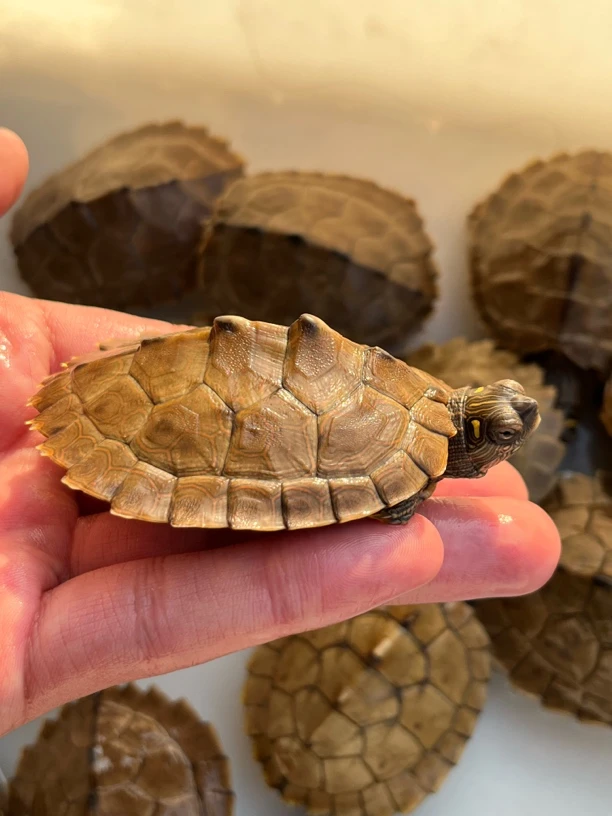 5-6cm地图龟深水龟水中哈士奇