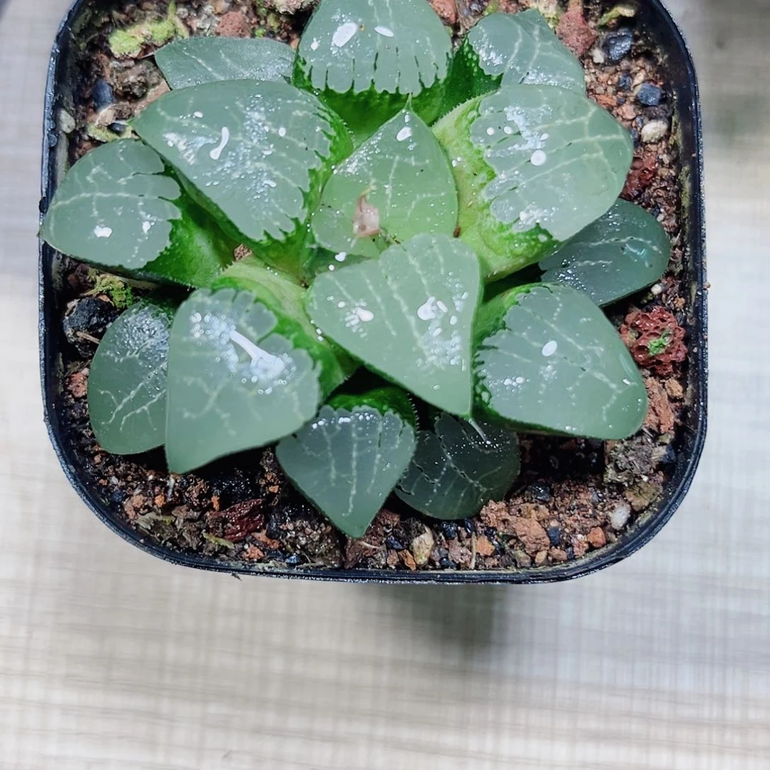 月影寿多肉植物6666